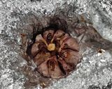Une image de l'étape 6 de Soupe de courge à l'ail rôti.