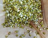A picture of step 2 of Mung Bean Sprouts.