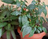 Une image de l'étape 1 de Poudre de piment oiseau 🌶.