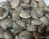 Foto del paso 6 de la receta: Judías blancas con langostinos y chirlas enfadadas