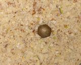 A picture of step 1 of Dry fruits milkshake.