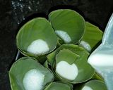 Foto langkah ke 5 dari resep Kue Clorot Merah Putih.