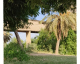 عکس مرحله 5 از دستور مرغ شکم پُر در طبیعت