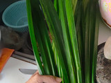 Sari Endapan Pandan