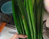 Foto langkah ke 1 dari resep Sari Endapan Pandan.