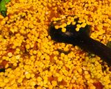 A picture of step 4 of Dhaba style chane ki daal.