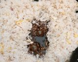 Foto langkah ke 4 dari resep Nasi goreng sederhana enak.