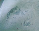 Foto del paso 10 de la receta: 🌯Empanada de morcilla🌭 y pera🍐 con masa casera