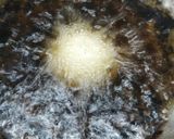 மைதா ரவை பணியாரம் (Maida maavu ravai paniyaram recipe in tamil) ரெசிபி ஸ்டேப் 3 புகைப்படம்