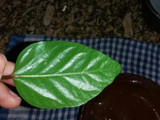 Hojitas de chocolate