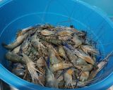 รูปขั้นตอนการทำที่ 2 ของ กุ้งย่าง น้ำจิ้มซีฟู้ด