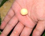 Foto langkah ke 5 dari resep Bidaran keju/Telor gabus.
