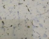 A picture of step 3 of Suji Nimki.