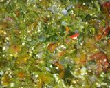 Foto langkah ke 2 dari resep Sambal teri cabe hijau.