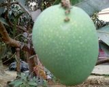 টক,ঝাল, মিষ্টি আমের আচার। রেসিপি ধাপ - 1 ছবি