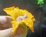 Hình bước làm 5 của món Bông bí nhồi tôm thịt chiên giòn
