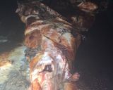 Foto del paso 3 de la receta: Cordero patagonico 4 horas laqueado