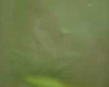 Foto langkah ke 2 dari resep Es Bongko (Ati Pari).