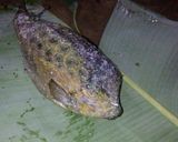 Foto langkah ke 5 dari resep Sop pedas ikan fugu.