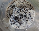 Foto langkah ke 4 dari resep Cincau Serut Gula Palem.