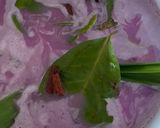 Foto langkah ke 5 dari resep Nasi Uduk Ubi Ungu Khas Betawi.