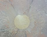 Foto del paso 1 de la receta: Galletas de avena y alioli *🧄🧄