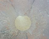 Foto del paso 1 de la receta: Galletas de avena y alioli *🧄🧄