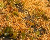 Foto del paso 2 de la receta: Meloso de arroz con alcachofas