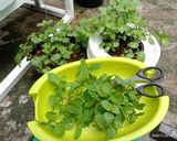 Foto langkah ke 1 dari resep Mojito Lemon Cui Madu ala MakYel.