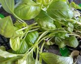 Foto del paso 1 de la receta: "Cubitos" de albahaca listos para usar