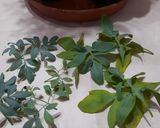 Foto del paso 5 de la receta: Tradición del 1 de Agosto