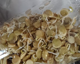 Foto del paso 2 de la receta: Brotes de lentejas 🌱 💚