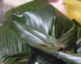 Foto langkah ke 5 dari resep Pepes Gurame Daun Jeruk.