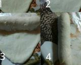 Foto del paso 8 de la receta: Pan de viena 🍞