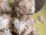 Getuk Talas Kenari - Cemilan Bernutrisi