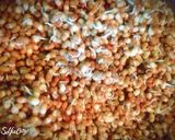 A picture of step 2 of Sweetcorn sprouts sandwich Dosa.