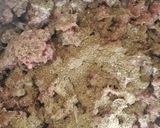 A picture of step 2 of Meatballs with ToGiGar Sauce#myfavouriteeasterdishcontest#.