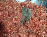 A picture of step 7 of Carrot paneer Halwa.