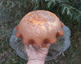 Foto del paso 4 de la receta: Budín Marmolado