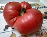 Foto del paso 2 de la receta: Carpaccio de tomate rosa de Barbastro