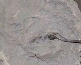 Foto langkah ke 3 dari resep Tahu Aci Tegal + Sambel Kecap.