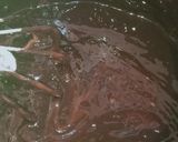 Foto langkah ke 4 dari resep Pie Brownies.