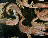 Foto del paso 6 de la receta: Paella de frutos del mar con gambones congelados