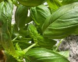 Une image de l'étape 2 de Guacamole 🫛fèves 🥑avocat🌶️.