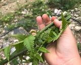 Hình bước làm 1 của món Nộm rau rớn thịt gà