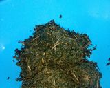 A picture of step 2 of Achi bitterleaf soup.