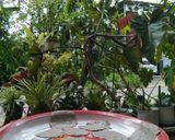Foto langkah ke 4 dari resep Balado dendeng jantung pisang.