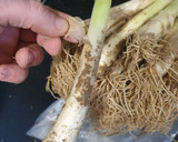 Foto del paso 1 de la receta: Calçots al horno