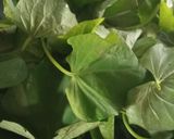 Foto langkah ke 1 dari resep Tumis daun ubi jalar terasi.