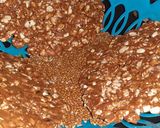 A picture of step 6 of Chikki.